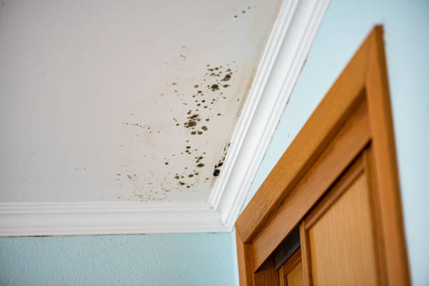 Best Certified Mold Removal  in Mountain City, GA