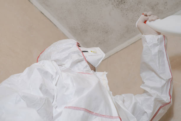 Best Residential Mold Removal  in Mountain City, GA