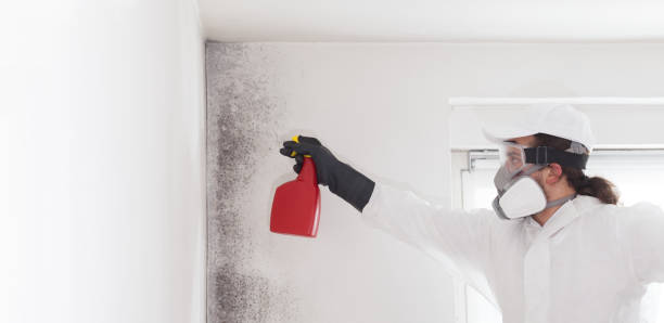 Best Attic Mold Removal  in Mountain City, GA