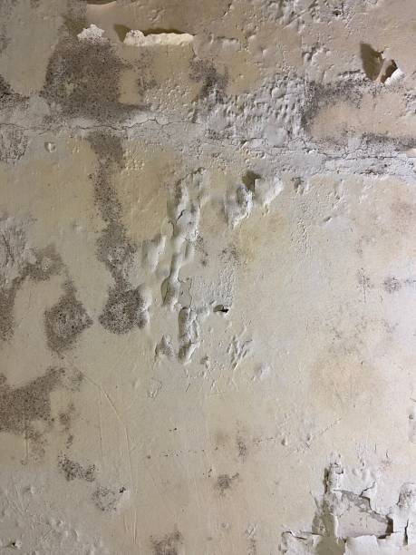 Best Mold Removal Company Near Me  in Mountain City, GA