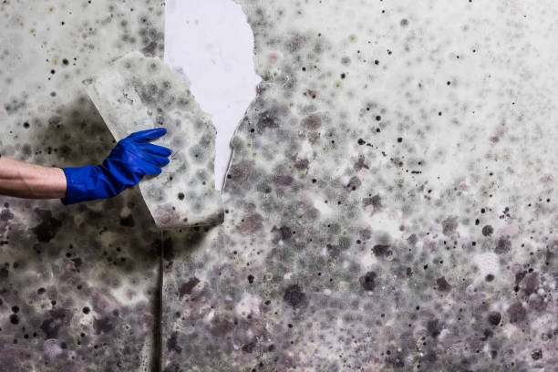 Best Fast Mold Removal  in Mountain City, GA